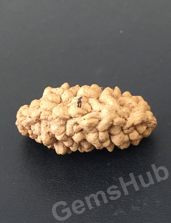 1 Face/Mukhi Certified Rudraksha Premium Quality
